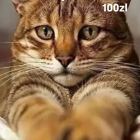 7centrum Cityaparthomeparking